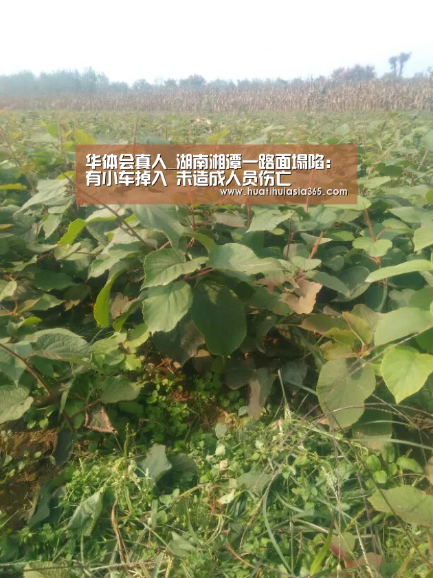 华体会真人_湖南湘潭一路面塌陷:有小车掉入 未造成人员伤亡(图2) 华体会真人
